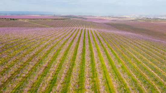 The fields of Aitona full of flowering peach and nectarine trees in March 2019 (by ACN)